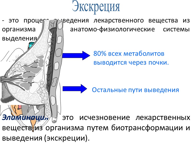 Экскреция - это процесс выведения лекарственного вещества из организма через анатомо-физиологические системы выделения Элиминация